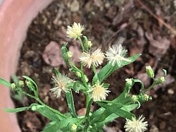 ヒメムカシヨモギ、ほーきの先に、花より先に白い耳かきみたいなのが……これも野菊。